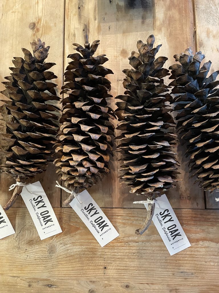 Giant sugar pine cones with Sky Oak hang tags