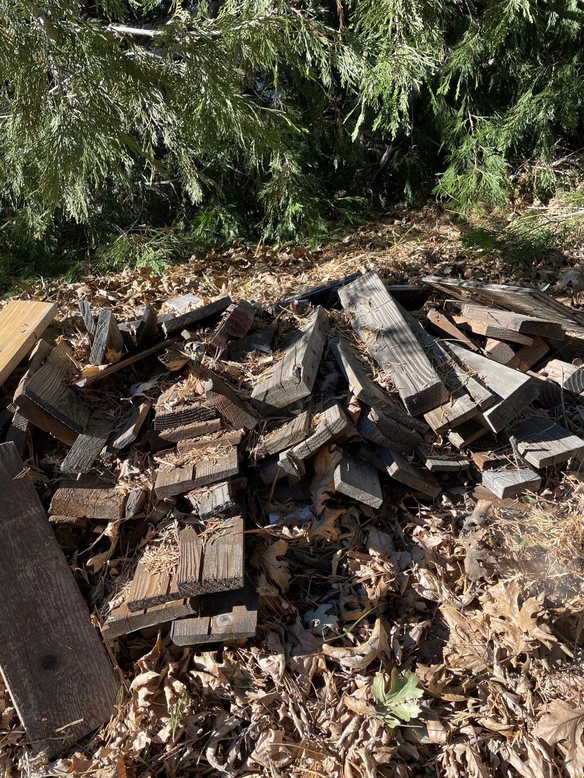 Weathered scrap boards under cedars among oak leaves